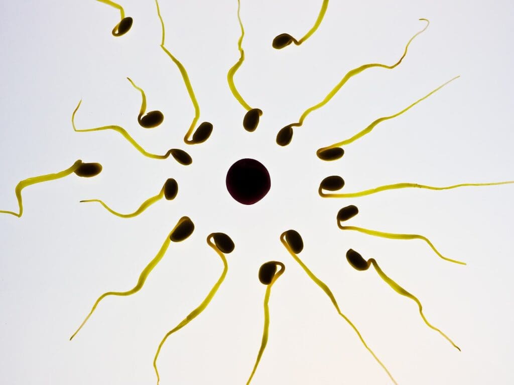 sperm, egg cell, fertilization, sex cell, winner, competition, ovule, the best, front runner, sperm cell, seeds, first, sperm, sperm, sperm, sperm, sperm