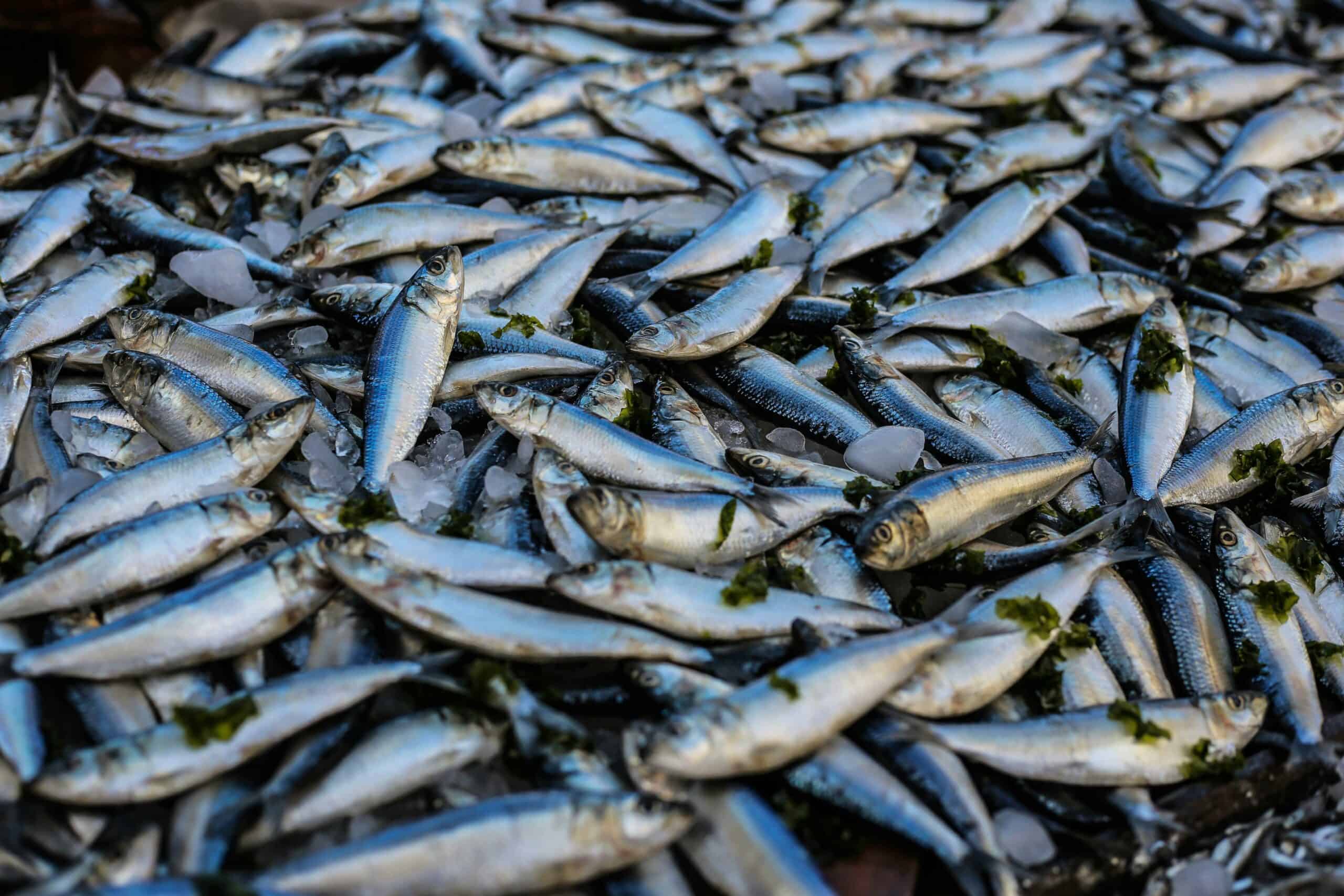 魚