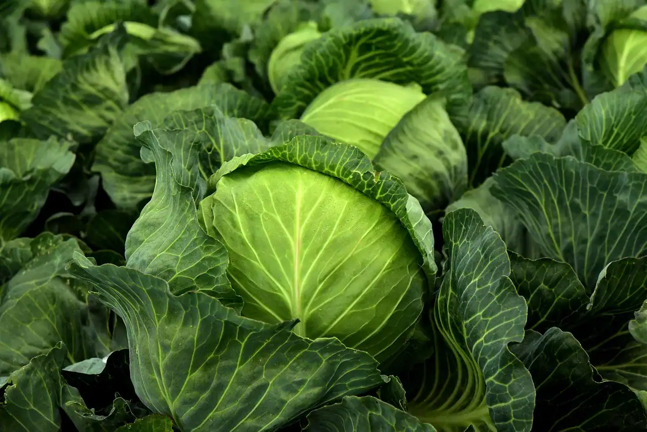 綠色蔬菜