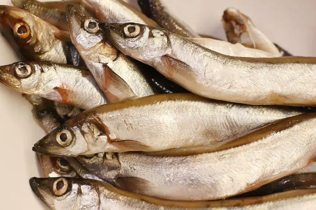 魚