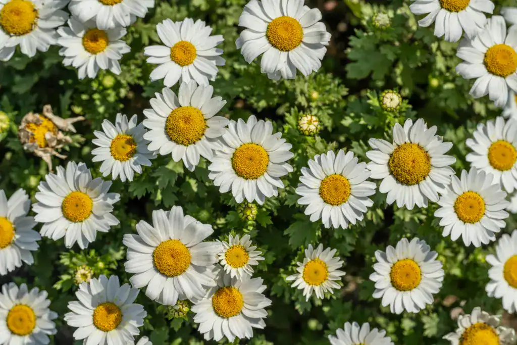 A vibrant field of white and yellow daisies in full bloom, showcasing the beauty of spring.